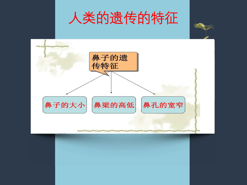 苏教版小学科学六年级下册  2.1生物的遗传现象（课件29ppt）