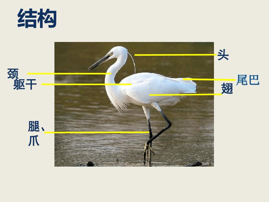 人美版（北京）  二年级下册美术课件 第3课  花羽毛的鸟（漂亮的鸟）（ 9张PPT）