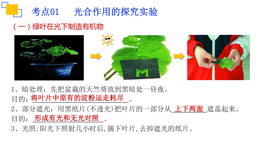 专题07 绿色植物的光合作用课件(共18张PPT)2023年中考生物复习