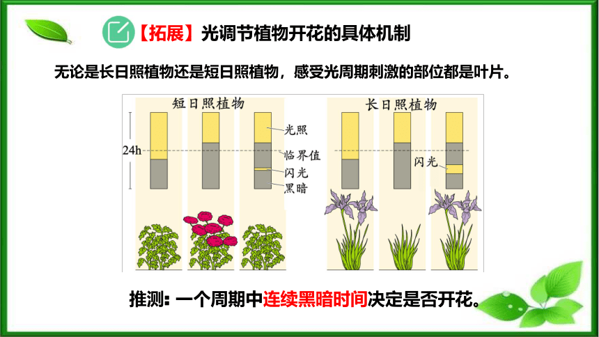 2021-2022学年高二上学期生物人教版选择性必修1-5.4环境因素参与调节植物的生命活动课件（45张ppt）