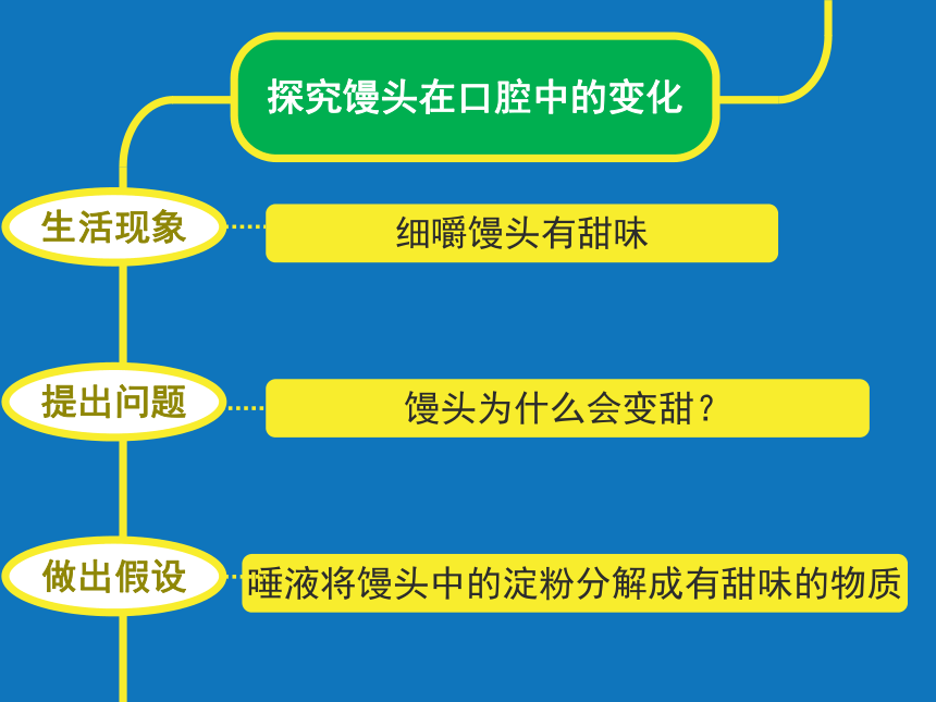 初中生物北京版七年级上册第四章第三节 人和动物的营养 探究馒头在口腔中的变化课件(共32张PPT)