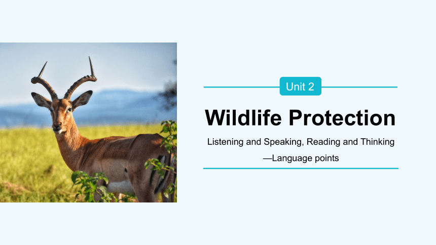 人教版（2019）必修 第二册Unit 2 Wildlife protection Listening  , Reading and Thinking语言点课件(共55张PPT)
