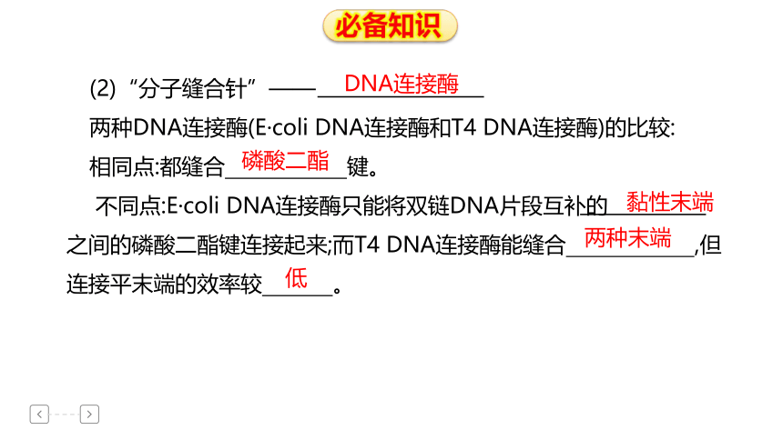 高三生物三轮考前冲刺12 基因工程(课件共23张PPT)
