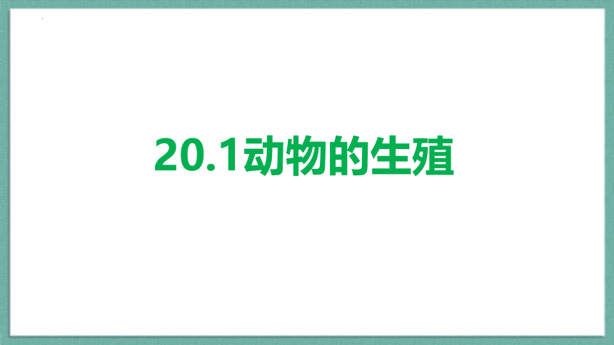 7.20.1动物的生殖  课件2022-2023学年苏科版生物八年级上册（共17张PPT）