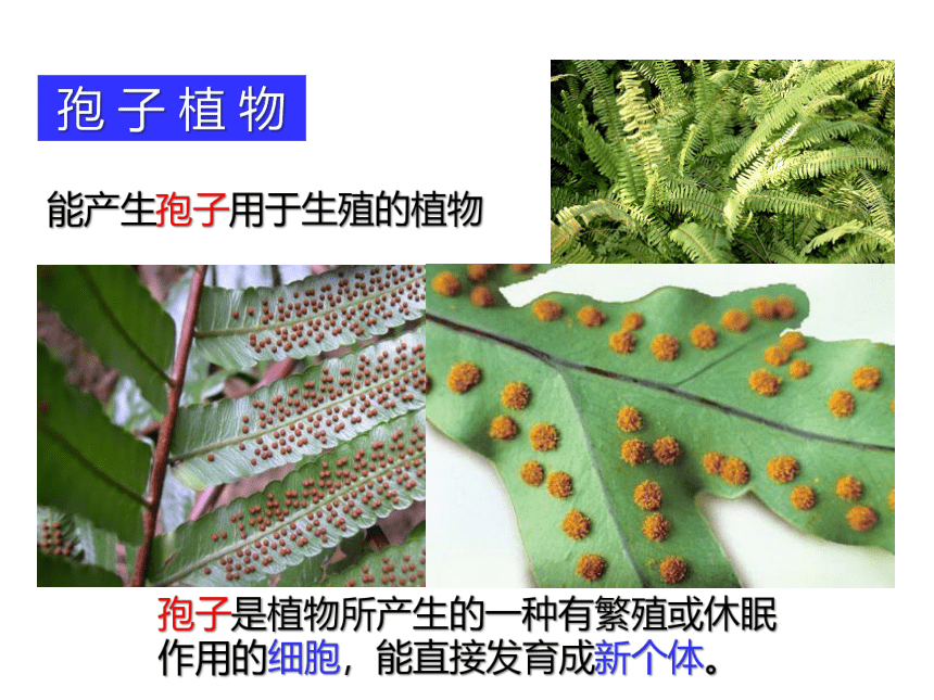第5节 常见的植物（第2课时 35张ppt）