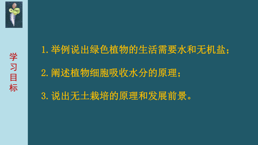 5.3   吸收作用 课件(共27张PPT)2021---2022学年北师大版生物七年级上生物