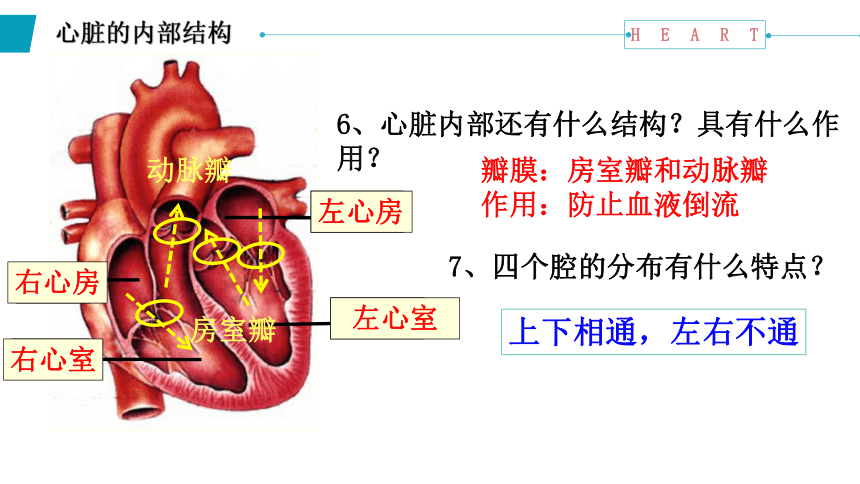 4.4.3输送血液的泵——心脏课件(共18张PPT)2022--2023学年人教版生物七年级下册