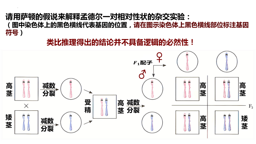 2.2基因在染色体上课件-(共23张PPT)人教版（2019）必修2