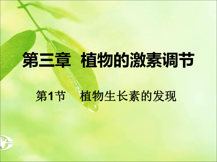 3.1植物生长素的发现课件2021-2022学年高二上学期生物人教版必修3(共27张PPT)