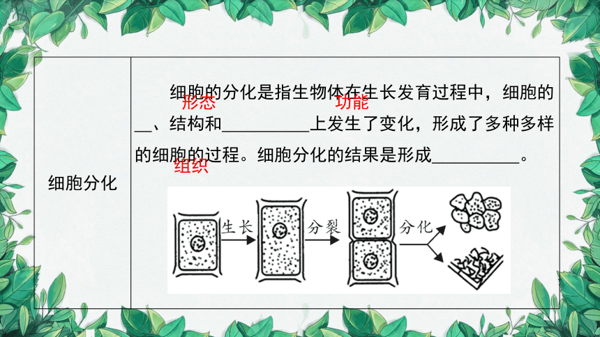 2023年中考生物复习 课题二 细胞的分裂、生长、分化课件(共26张PPT)