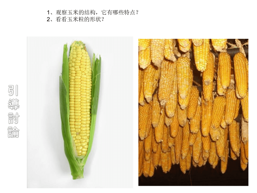 三年级下册美术课件-课外拓展：13.画玉米 全国通用（17张PPT）