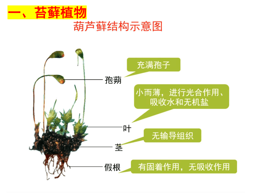 7.22.3 植物的主要类群苔藓蕨类-2022-2023学年八年级下册生物同步高效课件（北师大版）(共25张PPT)