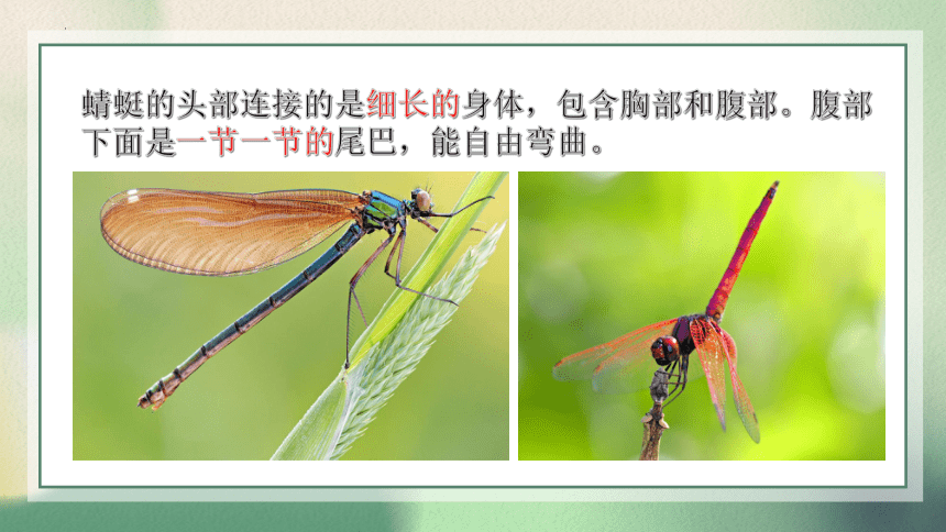 人教版美术二年级上册9《蜻蜓飞飞（课件）(共28张PPT+内嵌视频)