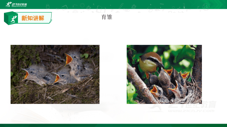 4.2.3 鸟的生殖和发育 课件（28张PPT）