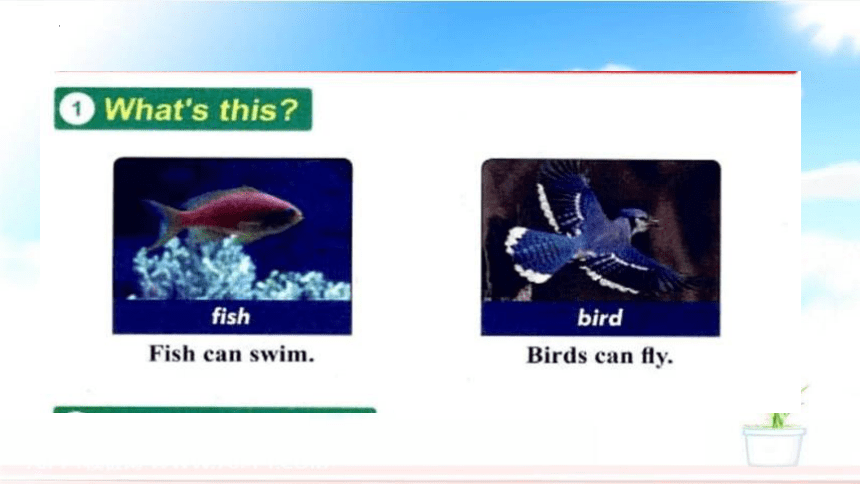 Unit1 Lesson3 Fish and Birds 课件（共21张PPT）
