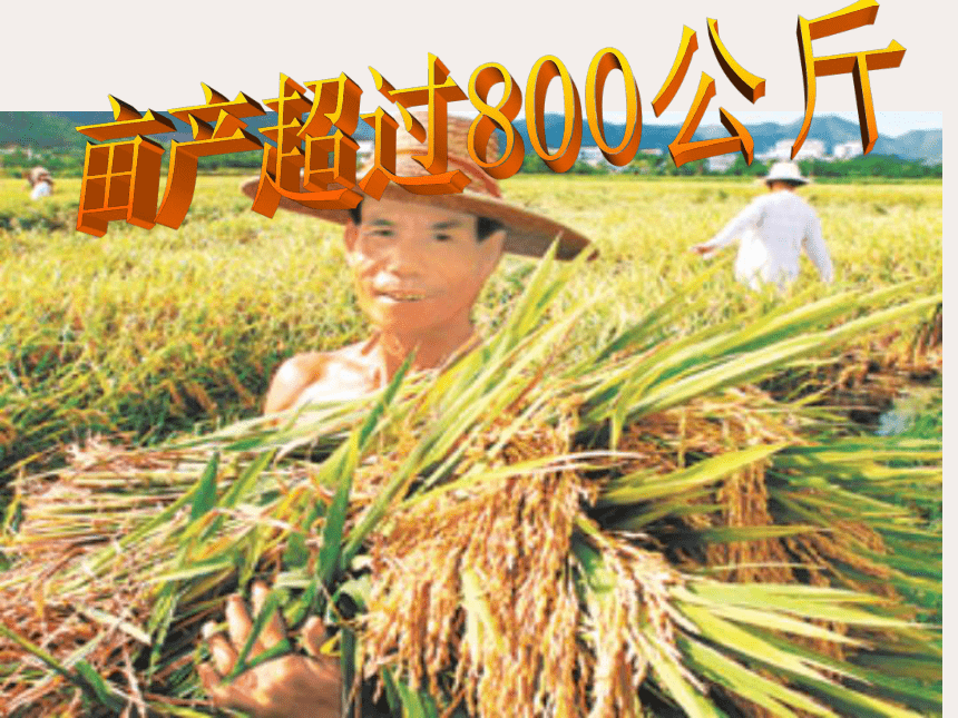 主题班会：杂交水稻之父—袁隆平 课件（32ppt）