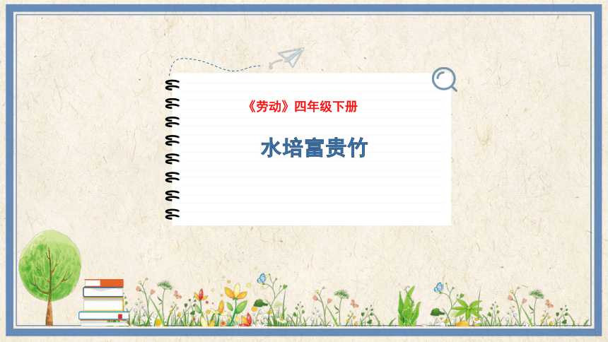 6水培富贵竹（课件）-(共12张PPT)2023-2024学年四年级下册劳动人民版