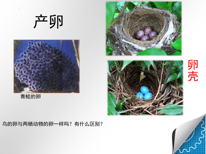 4.2.3 鸟的生殖和发育 课件（共34张PPT）