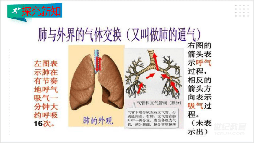 4.3.2 发生在肺内的气体交换课件（共45张PPT）