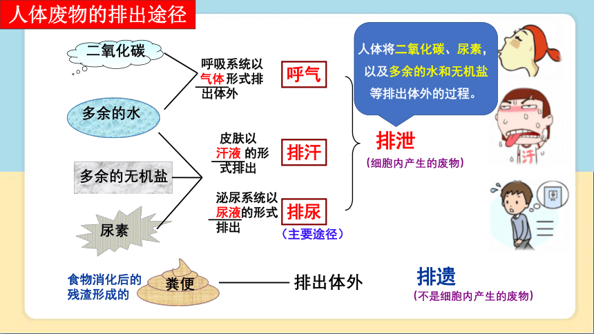 2020-2021学年人教版七年级生物下册  4.5人体内废物的排出 课件（29张PPT）