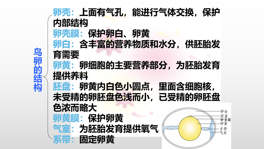 7.1.4鸟的生殖和发育课件(共17张PPT)2022--2023学年人教版生物八年级下册