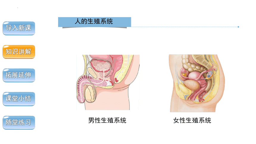 4.1.2人的生殖 课件 2022--2023学年人教版七年级下册生物（共29张ppt）