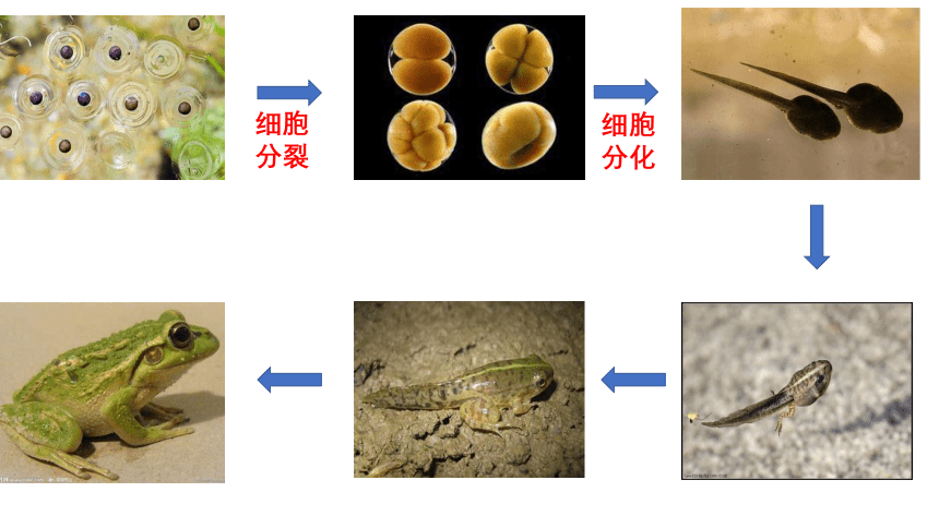 生物人教版（2019）必修1 6.3细胞的衰老和死亡（共20张ppt）