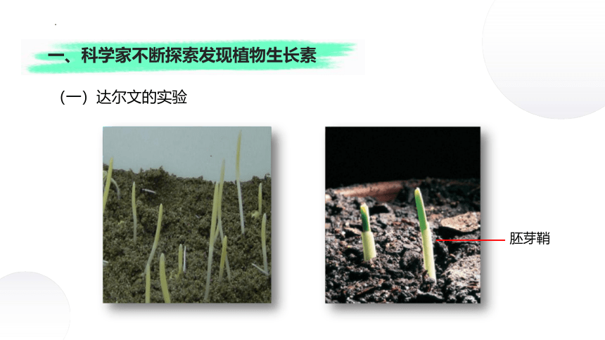 4.1+植物生长素（课件）-2022-2023学年高二生物同步精品课堂（苏教版2019选择性必修1）(共38张PPT)