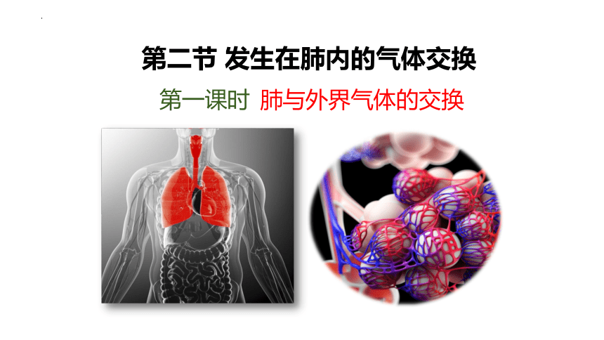 4.3.2发生在肺内的气体交换课件(共25张PPT) 人教版生物七年级下册