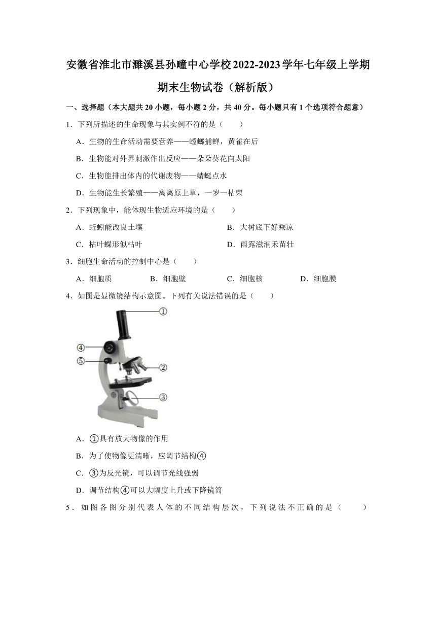 安徽省淮北市濉溪县孙疃中心学校2022-2023学年七年级上学期期末生物试卷（含解析）