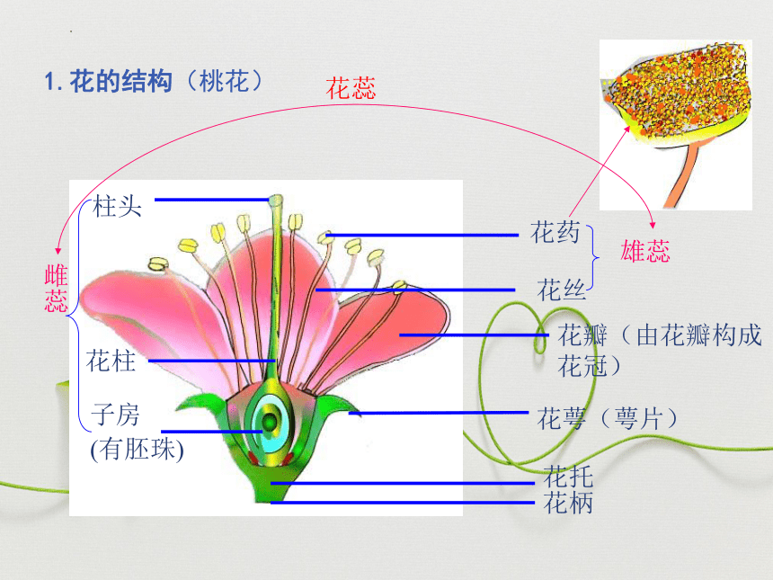 2022--2023学年北师大版生物七年级上册3.6.3生殖器官的生长课件(共26张PPT)