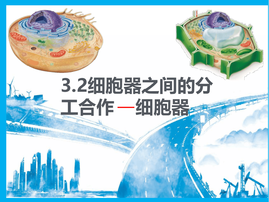 2021-2022学年高一上学期生物人教版（2019）必修一3.2细胞器之间的分工合作  课件 （20张ppt）