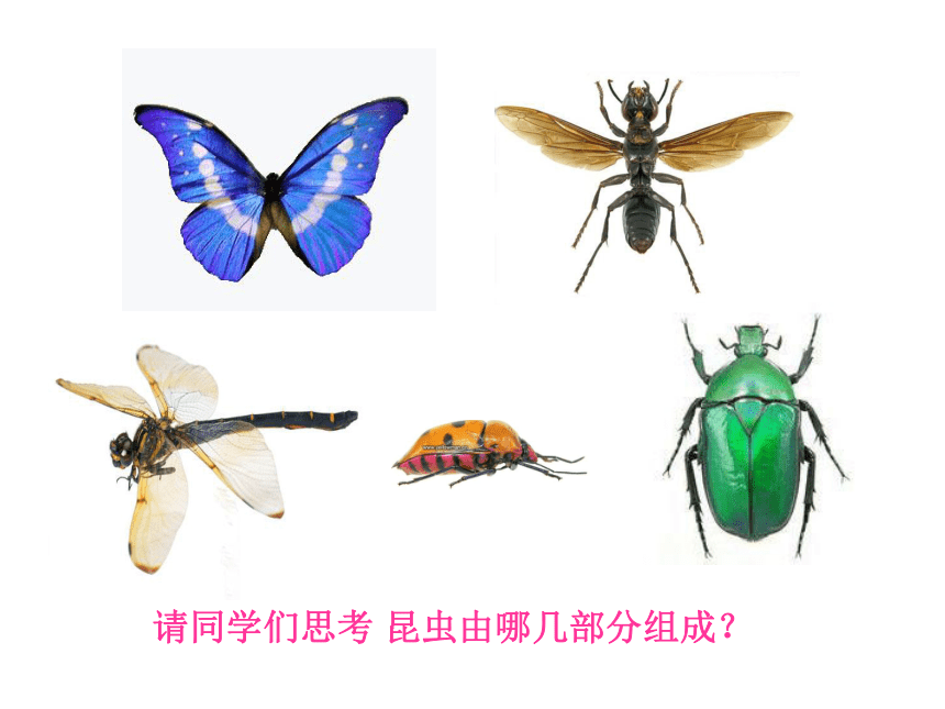 一年级上册美术课件-第11课.  昆虫的一家（我和昆虫） ▏人美版（北京）( 31张PPT)