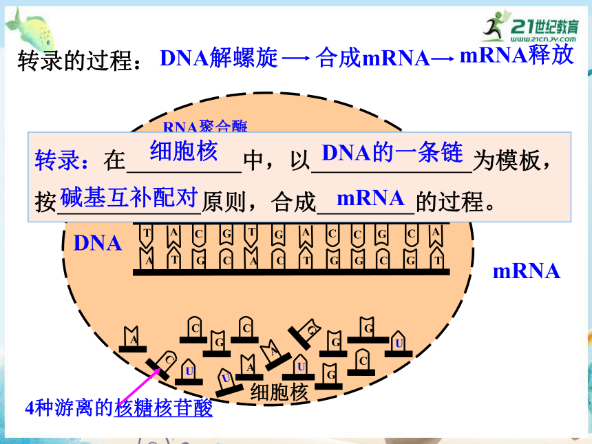 4.1 基因指导蛋白质的合成（共30张PPT）