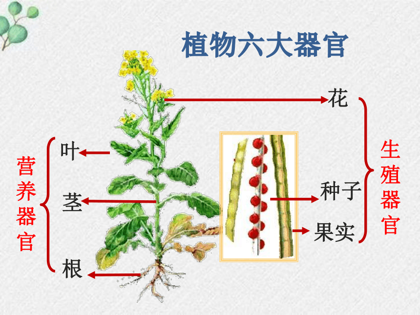 19.3植物的生殖方式课件(共20张PPT)