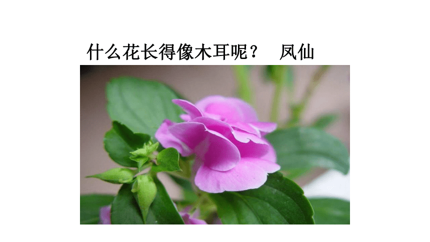 沪教版三年级上册课件对鲜花 (共11张PPT)