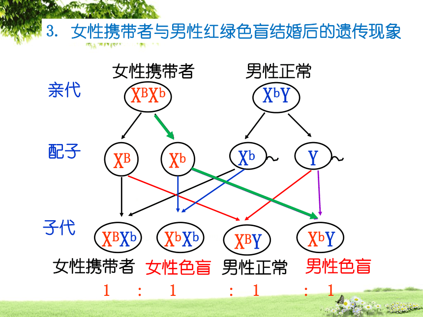 【新教材】2020-2021学年人教版（2019）高一生物必修二2.3伴性遗传 课件（30张ppt）