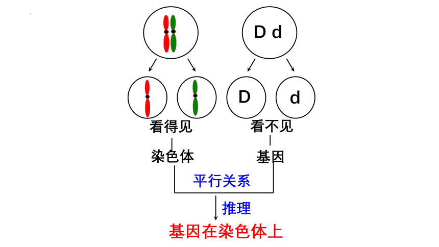 2021-2022学年高一下学期生物人教版必修2  2.2基因在染色体上课件（48张ppt）