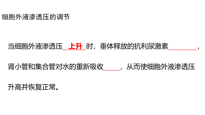 2021-2022学年高二上学期生物苏教版（2019）选择性必修1  2.3水盐平衡的调节课件(共21张PPT)