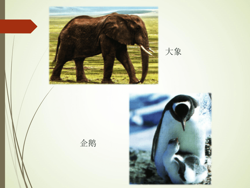 苏教版（2017秋） 一年级下册 4.10 形形色色的动物（课件13ppt）