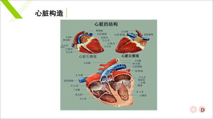 7.1.1心脏 课件(共23张PPT)《畜禽解剖生理（第四版）》同步教学(高教版)