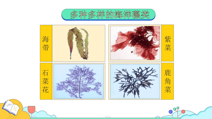 课时1.第一节  藻类、苔藓和蕨类植物课件(共47张PPT)