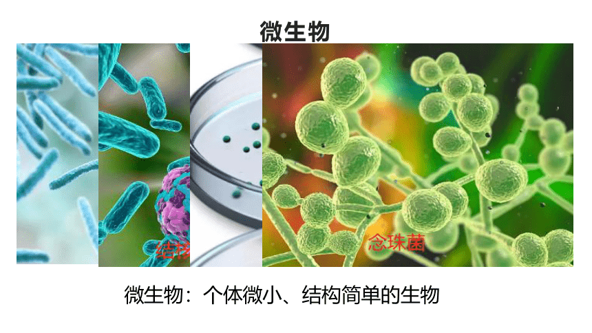 北师大版生物八年级上册 5.18.1  微生物在生物圈中的作用  2022-2023学年课件  (共23张PPT)