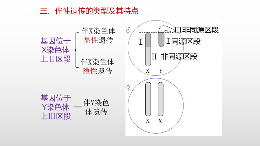 生物人教版（2019）必修2-2.3伴性遗传课件（共59张PPT）