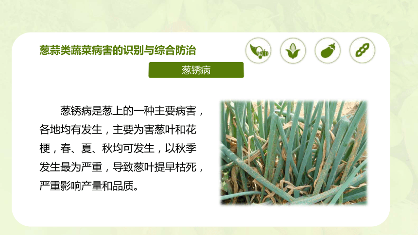 4.6 葱蒜类蔬菜病虫害及防治 课件(共30张PPT)-《蔬菜生产技术》同步教学（中国农业出版社）