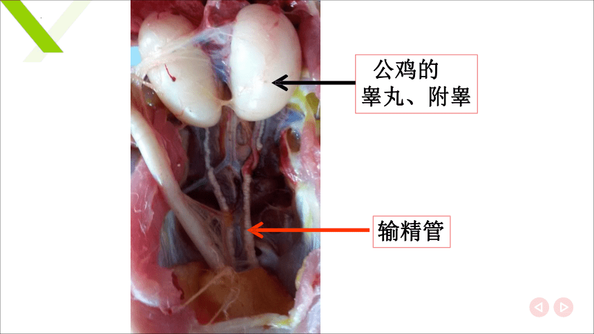 6.1.1雄性生殖器官 睾丸和附睾 课件(共20张PPT)《畜禽解剖生理（第四版）》同步教学(高教版)