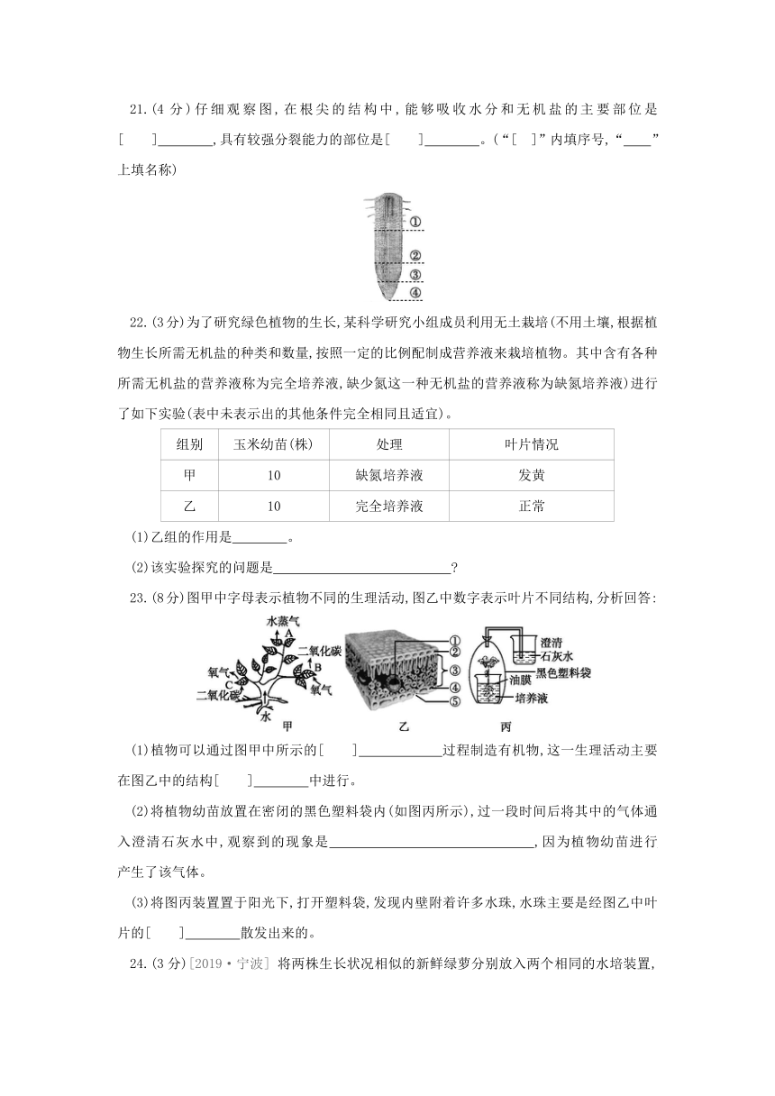 第4章  植物的物质和能量的转化 自我综合评价  单元测试（有答案）