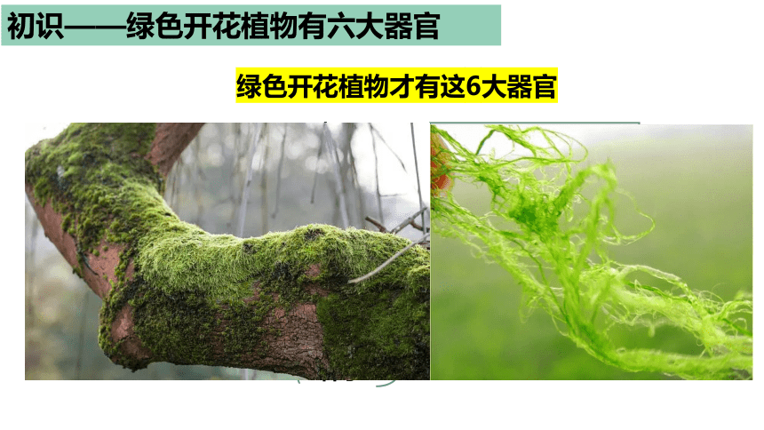 2022-2023学年人教版生物七年级上册2.2.3 植物体的结构层次  课件 (共23张PPT)