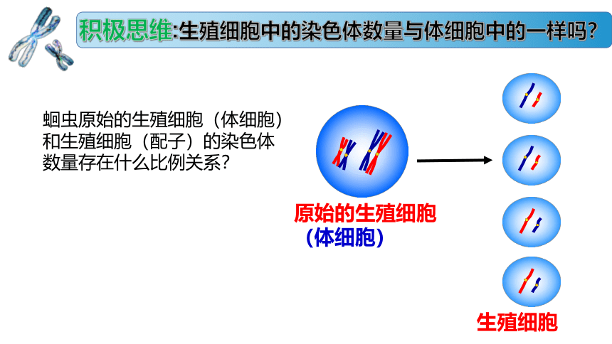 1.1.1 减数分裂产生精子或卵细胞课件(共27张PPT) 高一生物（苏教版2019必修2）