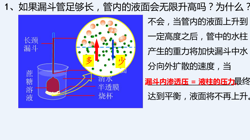 2021—2022学年 高一上学期 人教版（2019）必修1    4.1 被动运输   课件（33张）